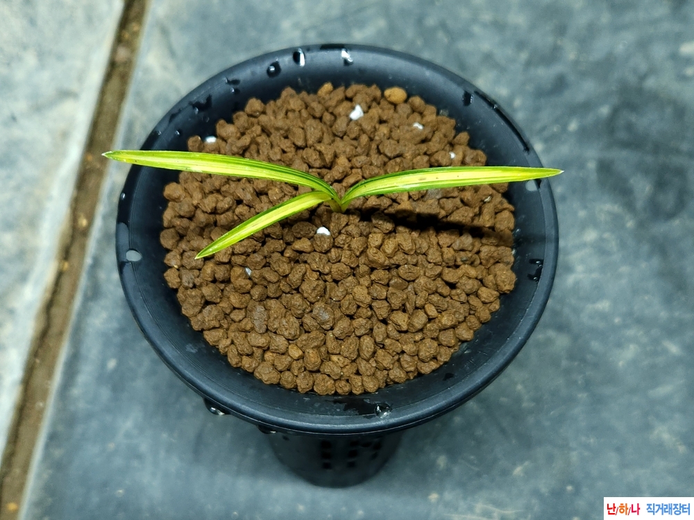 작년산채 입변황중투