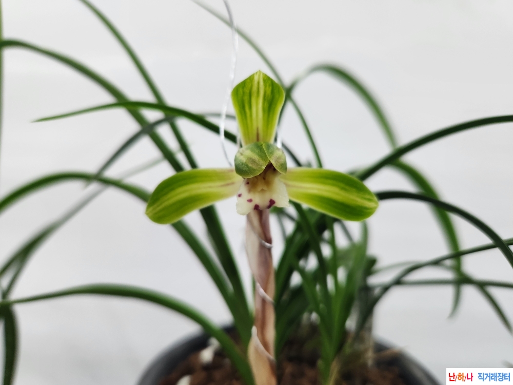 화형좋은 중반호화(꽃1?