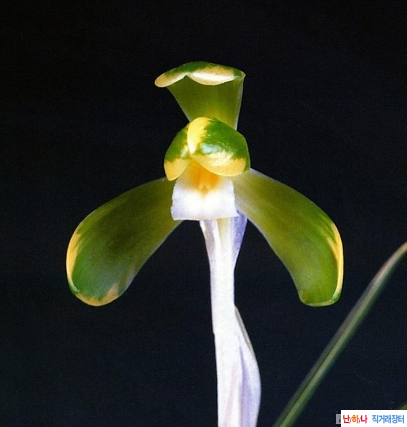복륜소심 송죽