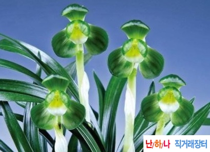 두화소심 일월화