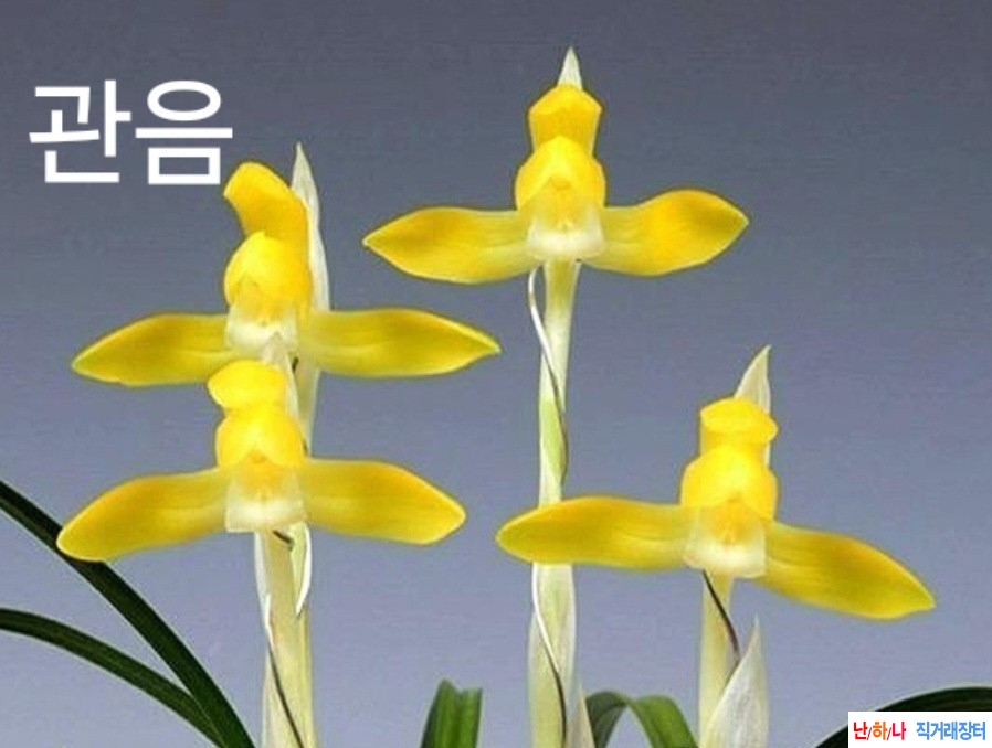 황화소심 관음