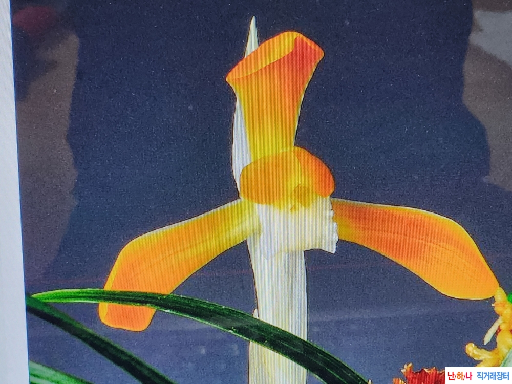 주금소심(세홍소)