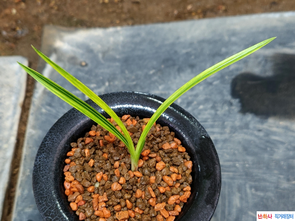 색감좋은 금계산반녹?