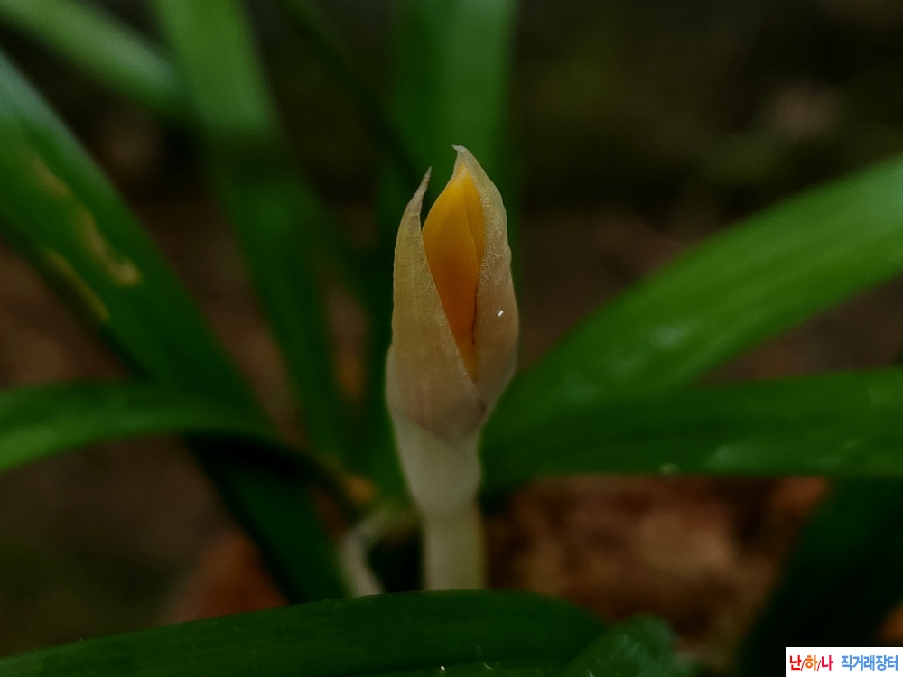 전천후 주홍화(꽃1대)