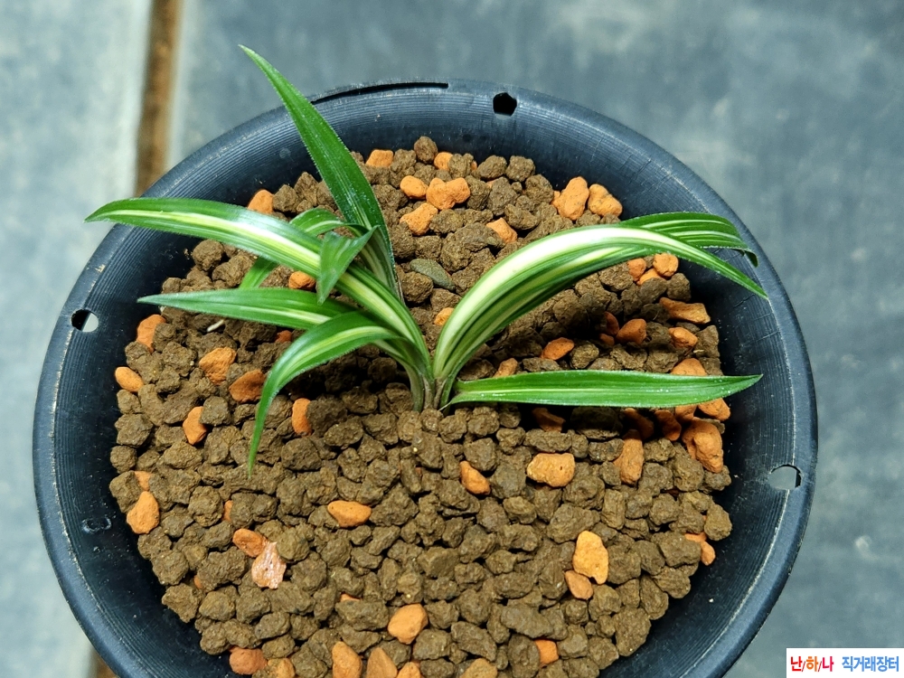 무명단엽성중투