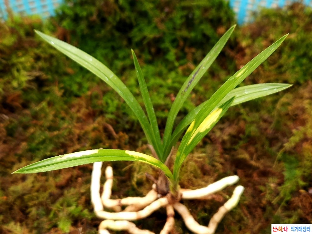 무명 종자좋은 입변호?