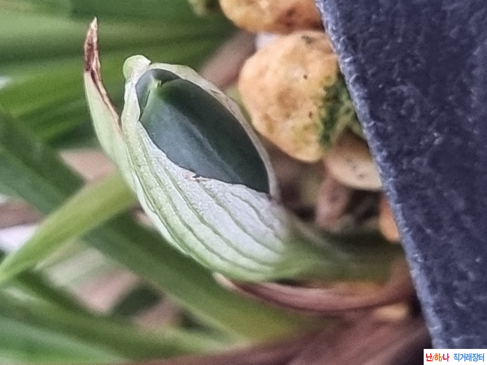 산채까닥지시커먼소심