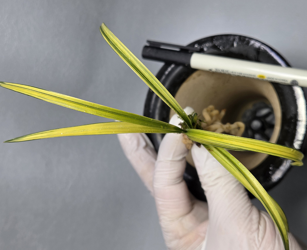 신안 산반 녹호 중투