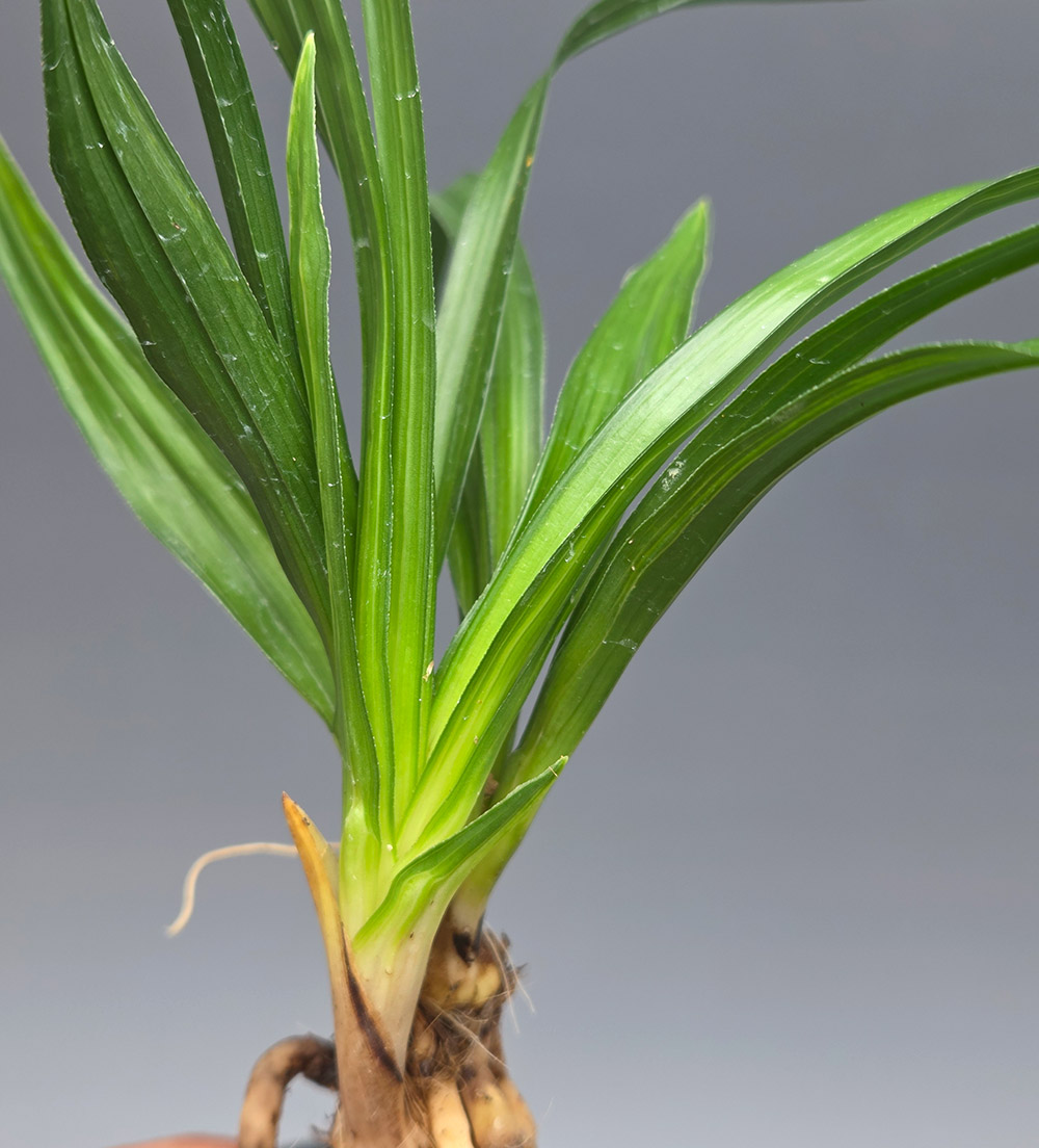 괴물 단엽수정중투