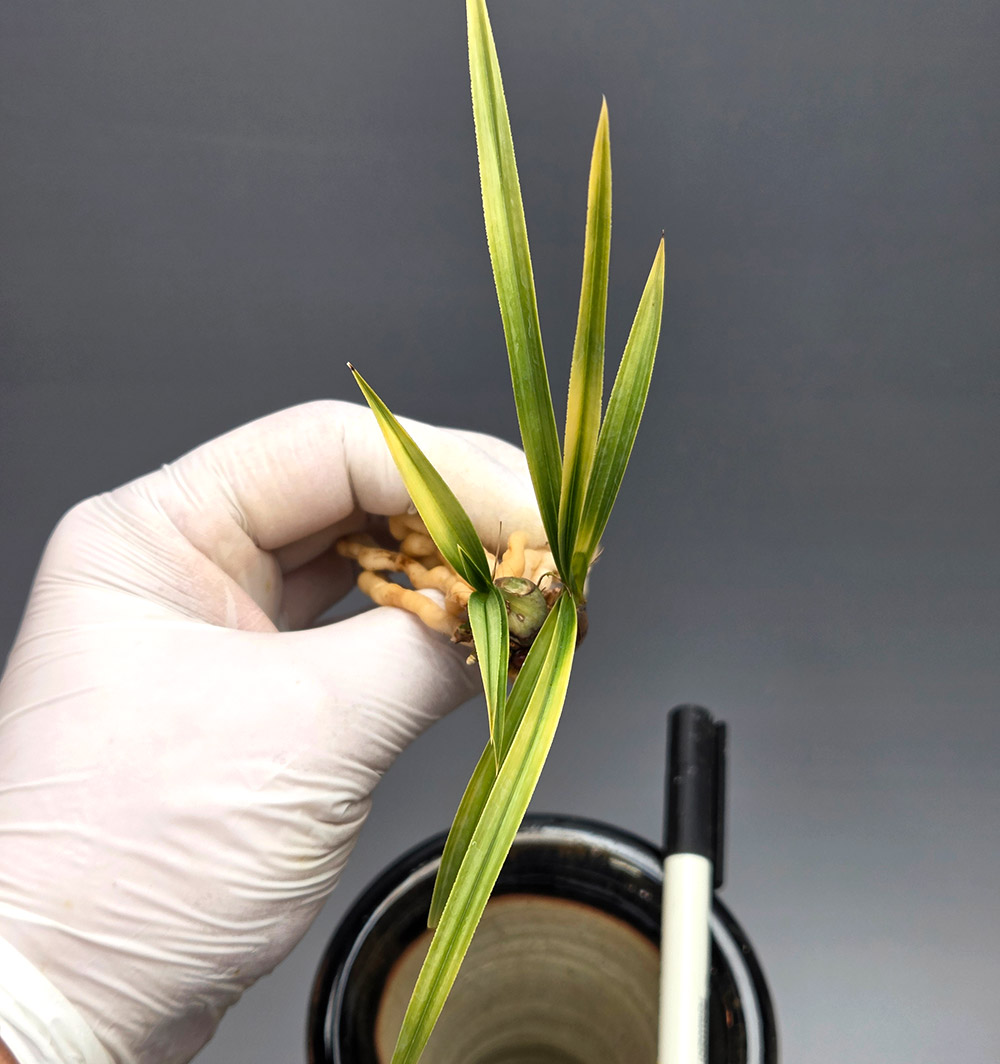 까닥지 단단한 입변 서?