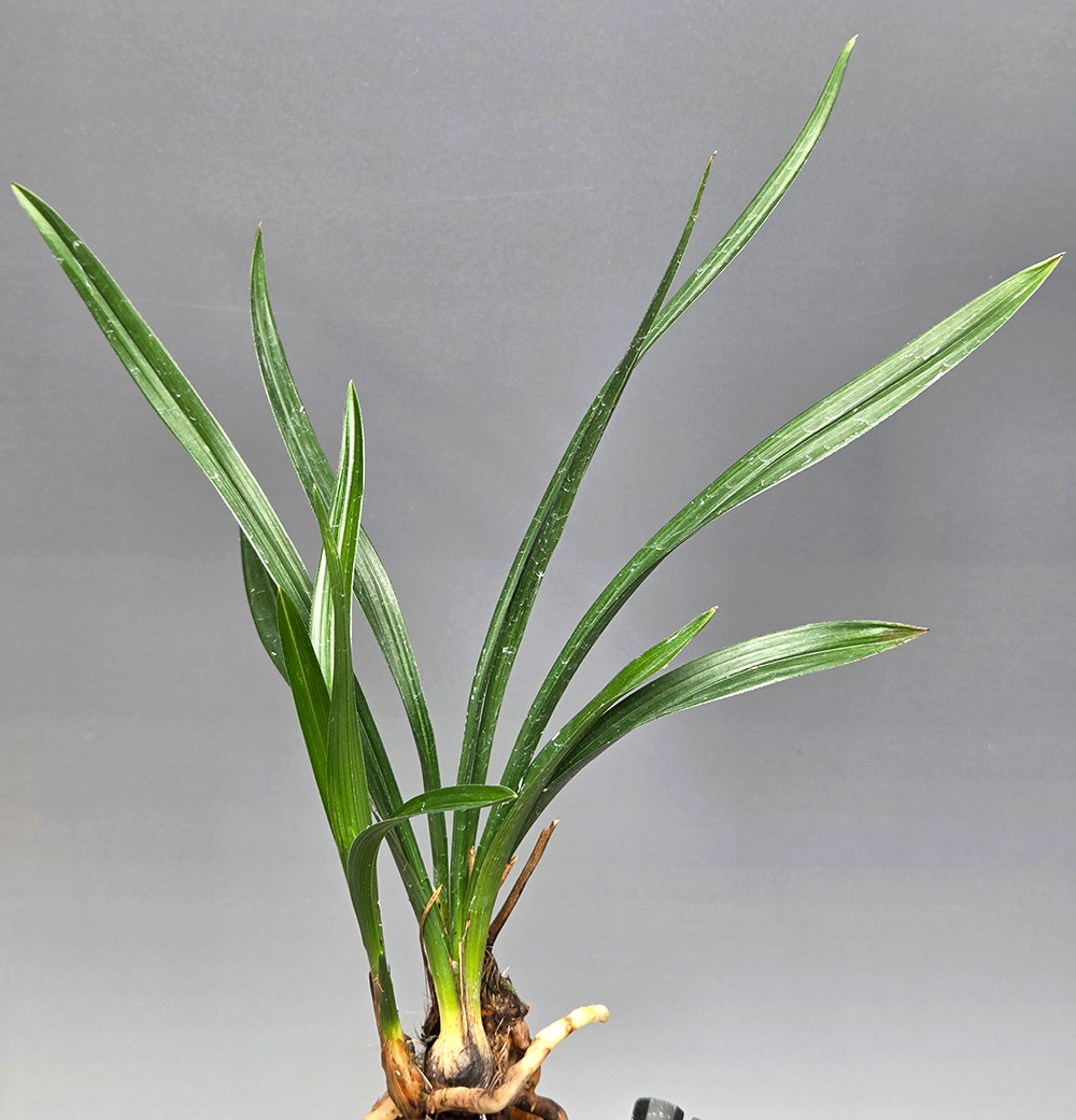 산채 출발 진청 입변 ?