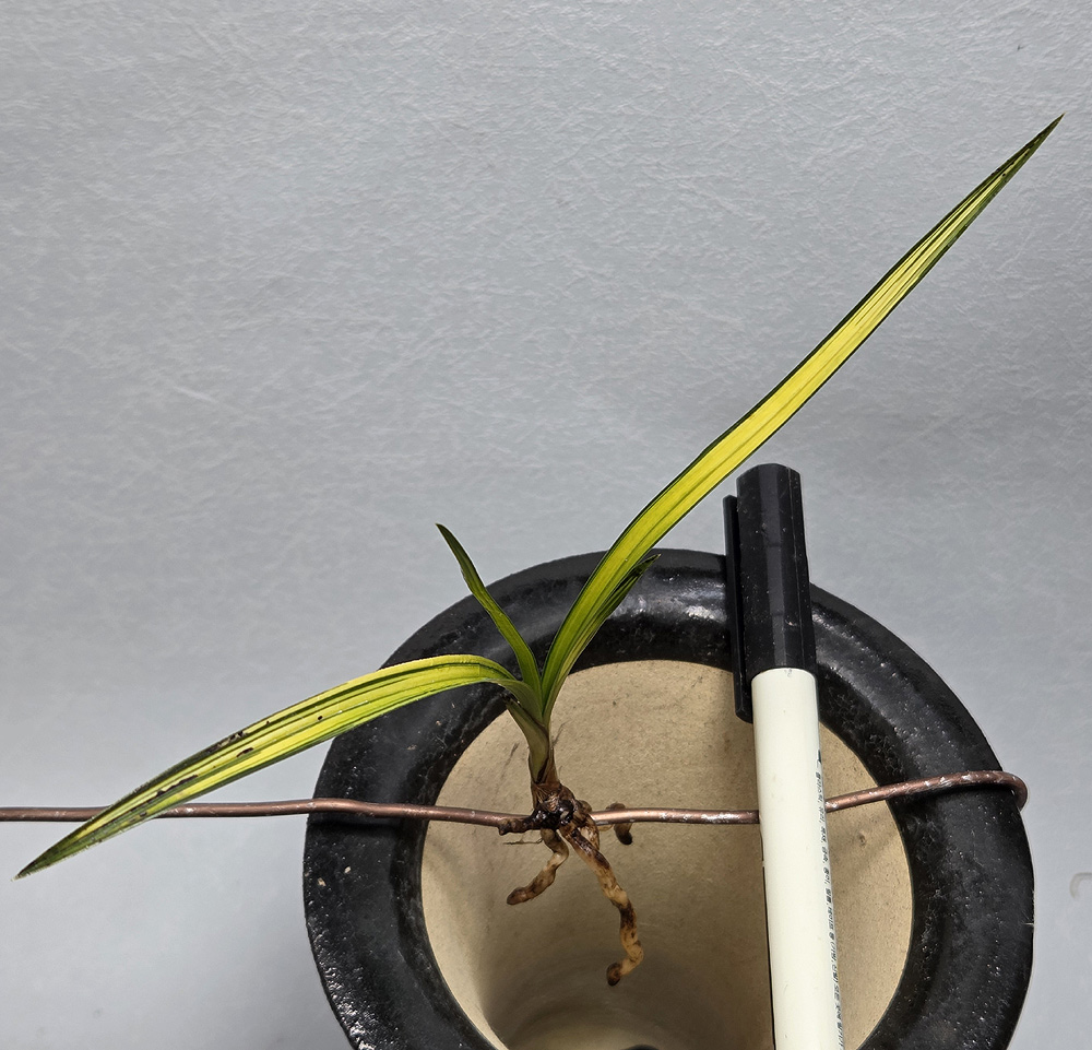 색감 이쁜 극황산반중?