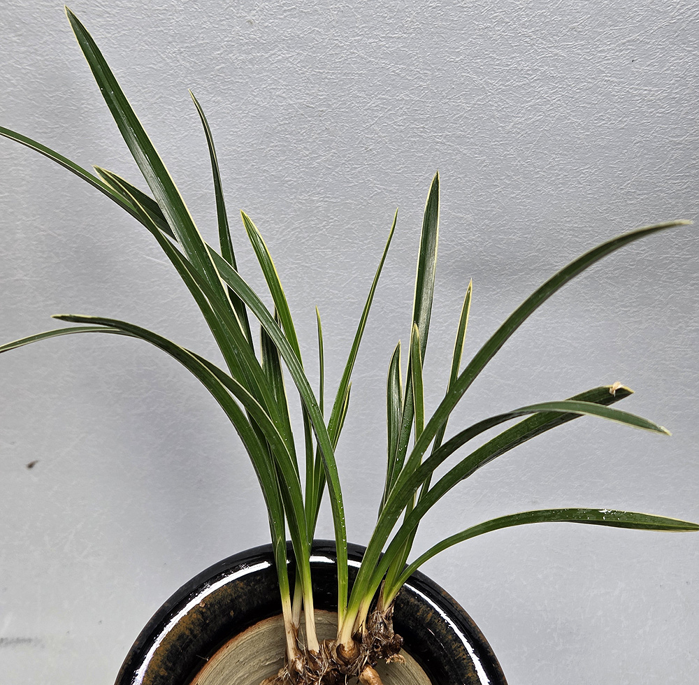 무명 입변 복륜 종자목