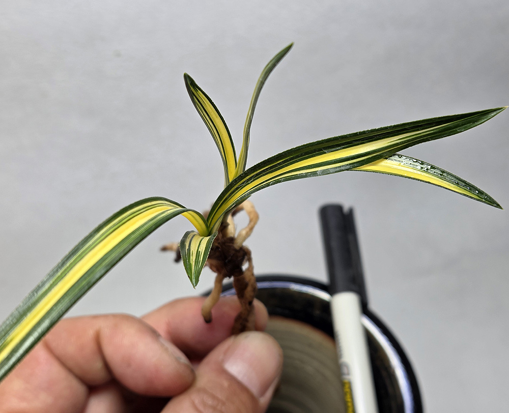 단엽성 무명 입변 중투