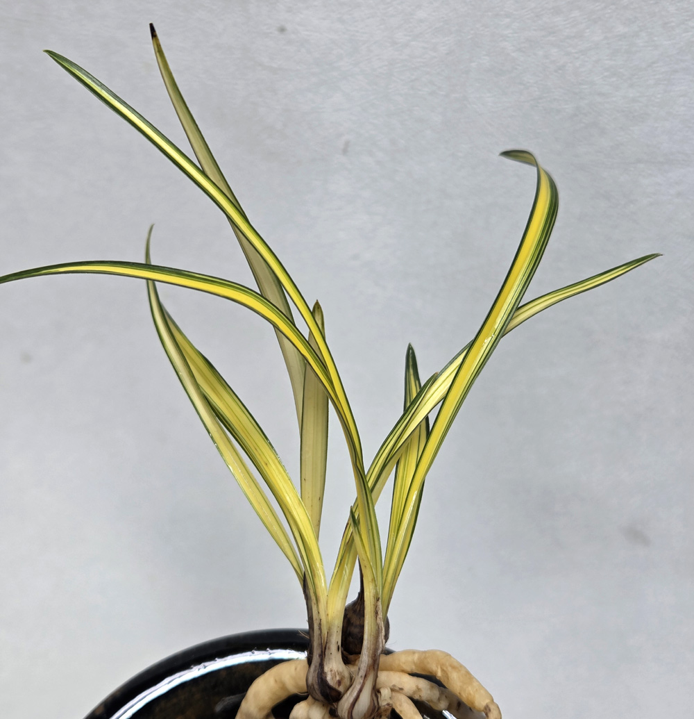 무명 입변 극황중투