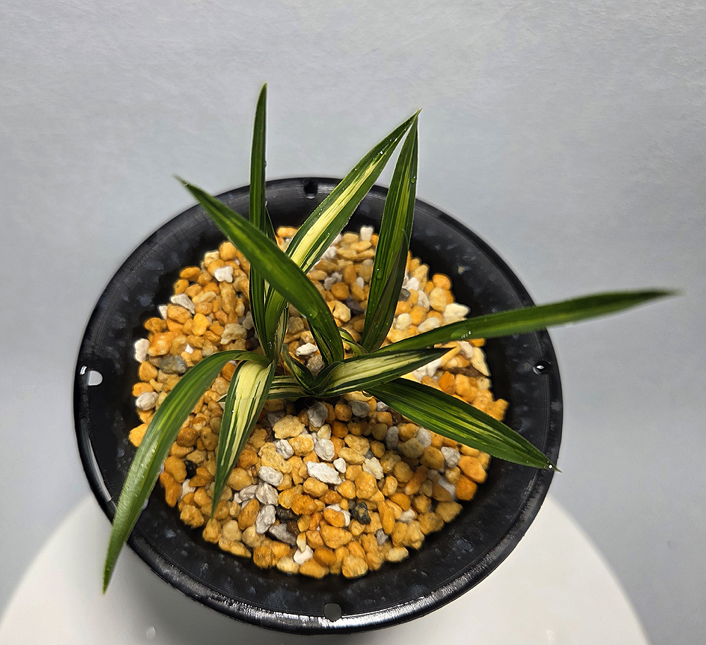 무명 단엽성 입변중투