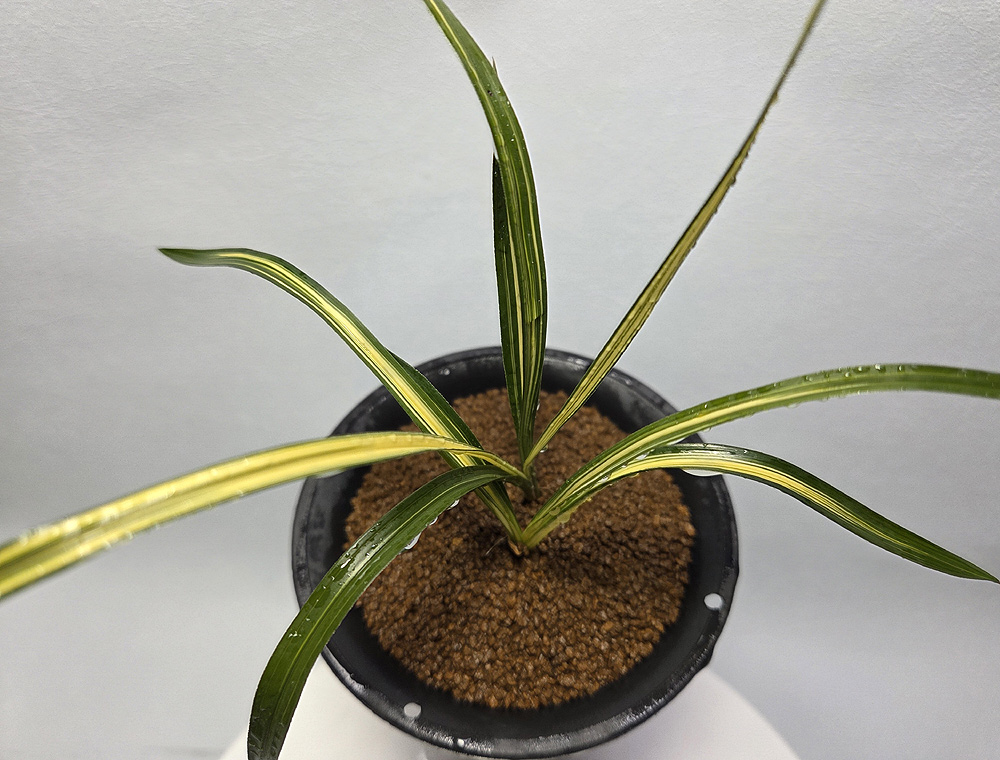 두터운 진청 극황 중투