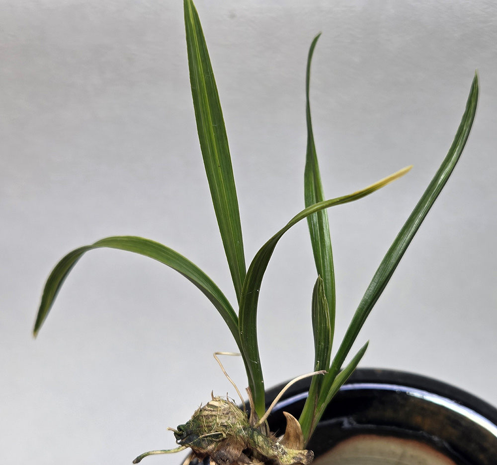 산채 출발 입변 황산반