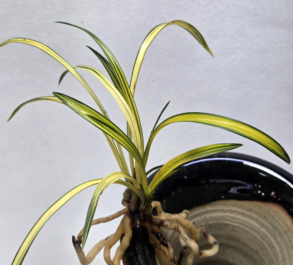 산채 출발의 산반 중투