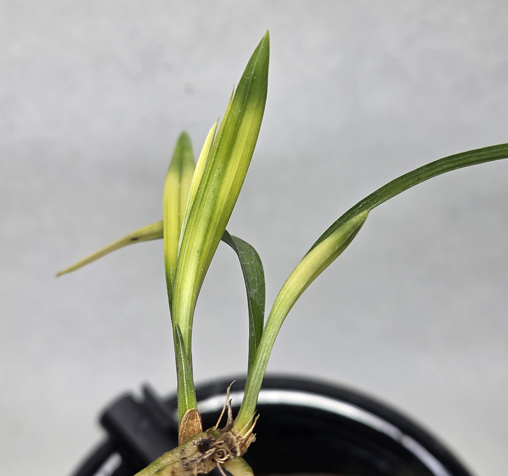 금수산 닯은 입변 서반