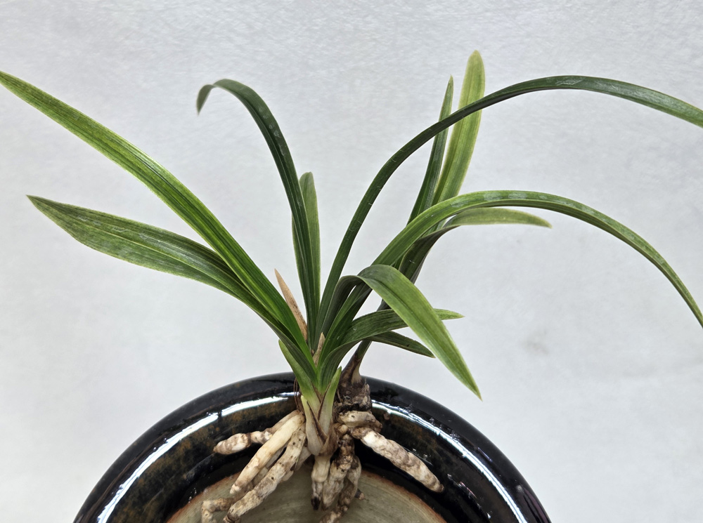 엽성 전면 산반