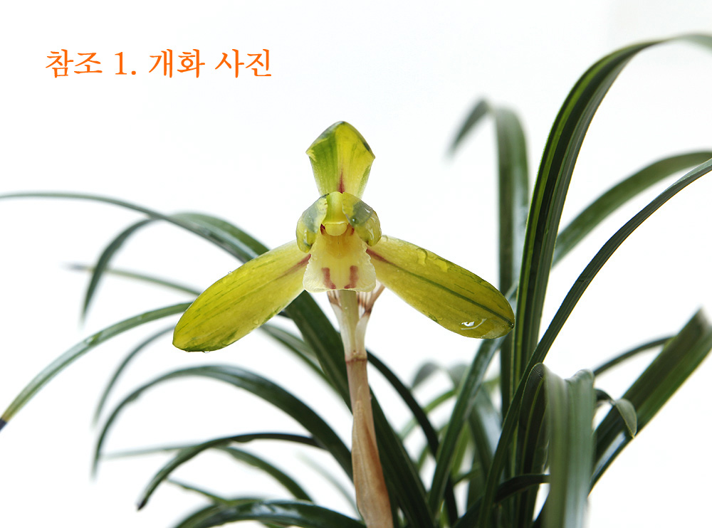 이쁜 산반화 피는 종자