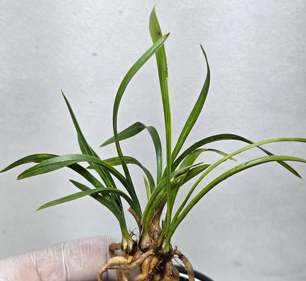 무안 산채 출발 산반입?