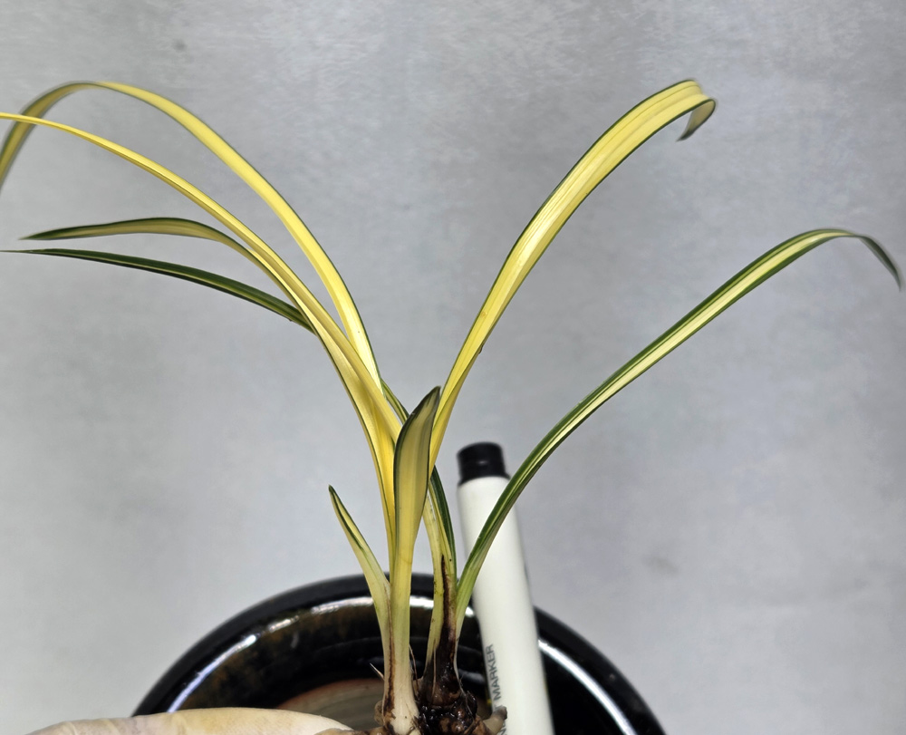 제법 단단한 엽성의 중?