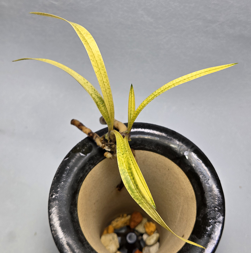 소멸안되는 고급 서반 ?