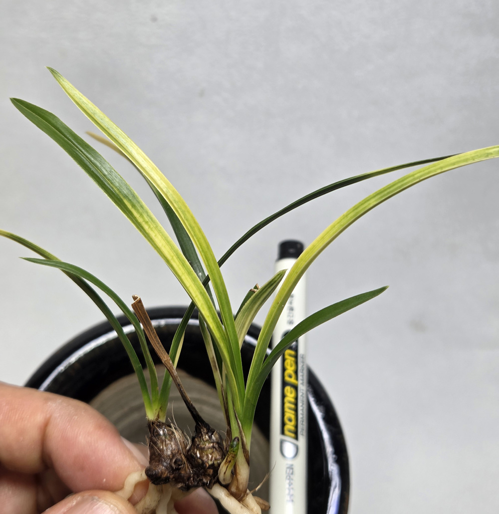 산채 출발 입변 서반