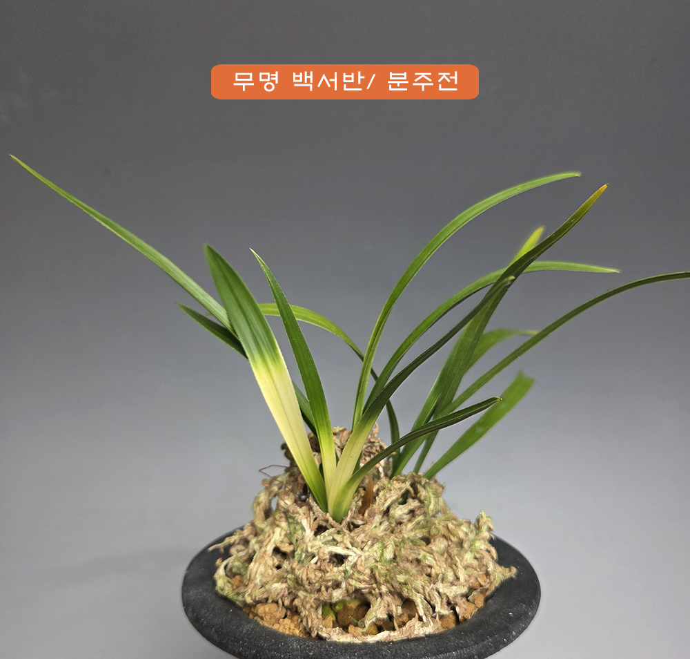 특급 무명 백서반 전진?