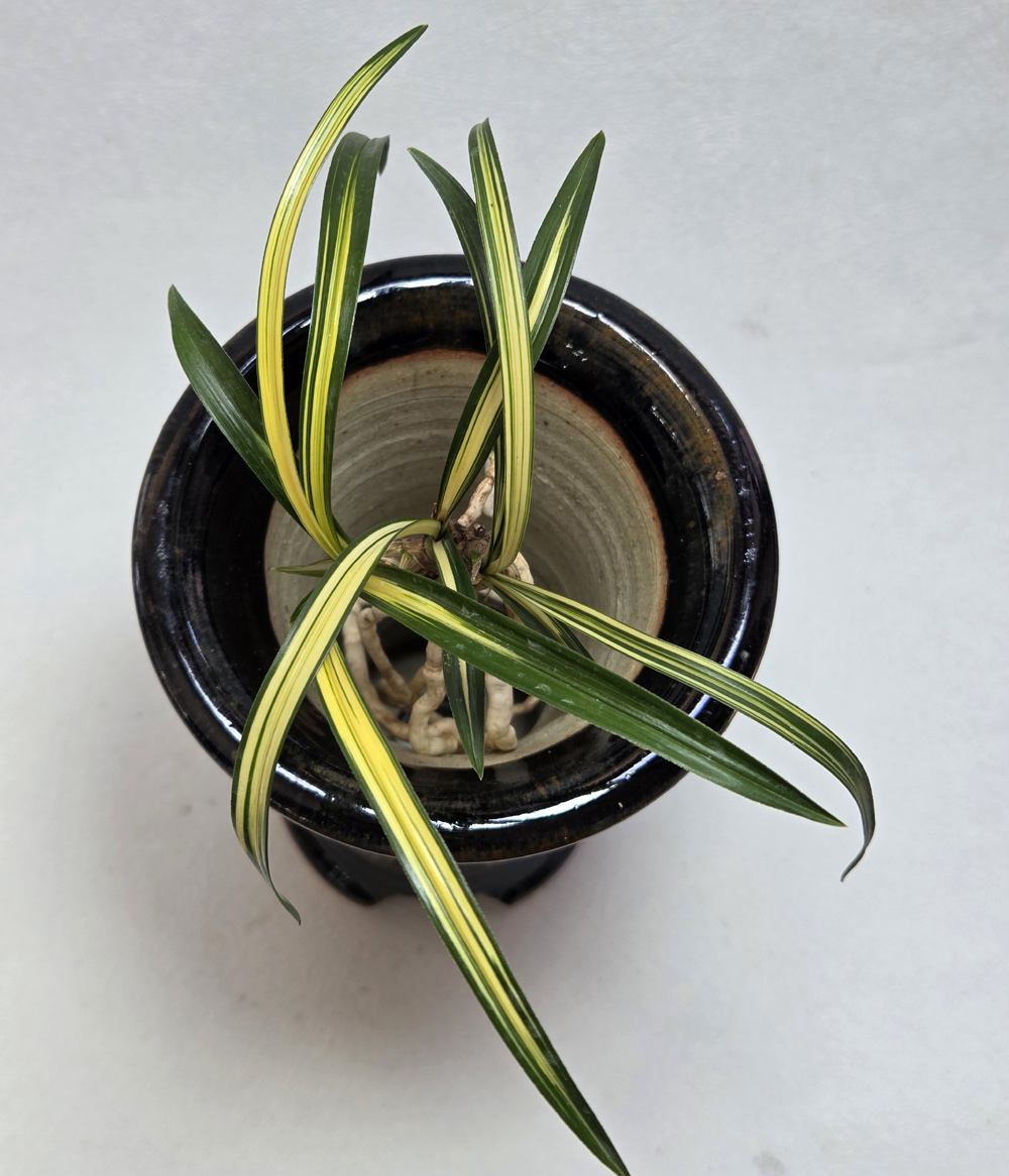 무명 진청 극황 중압중?