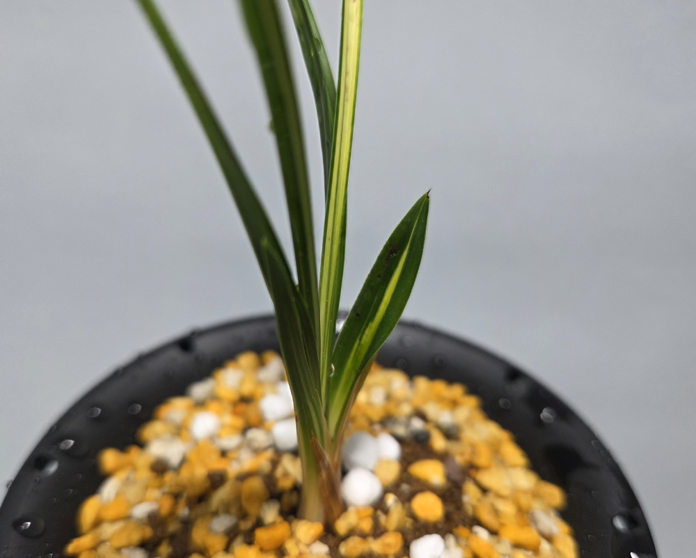 무명 압성 호중투