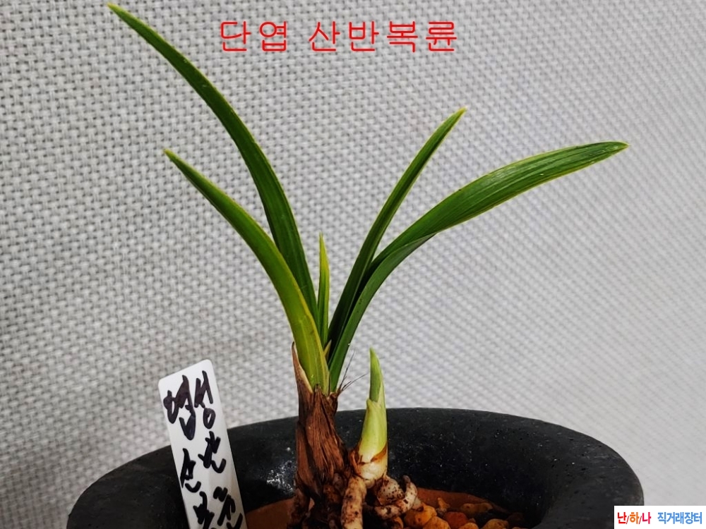 단엽 산반복륜