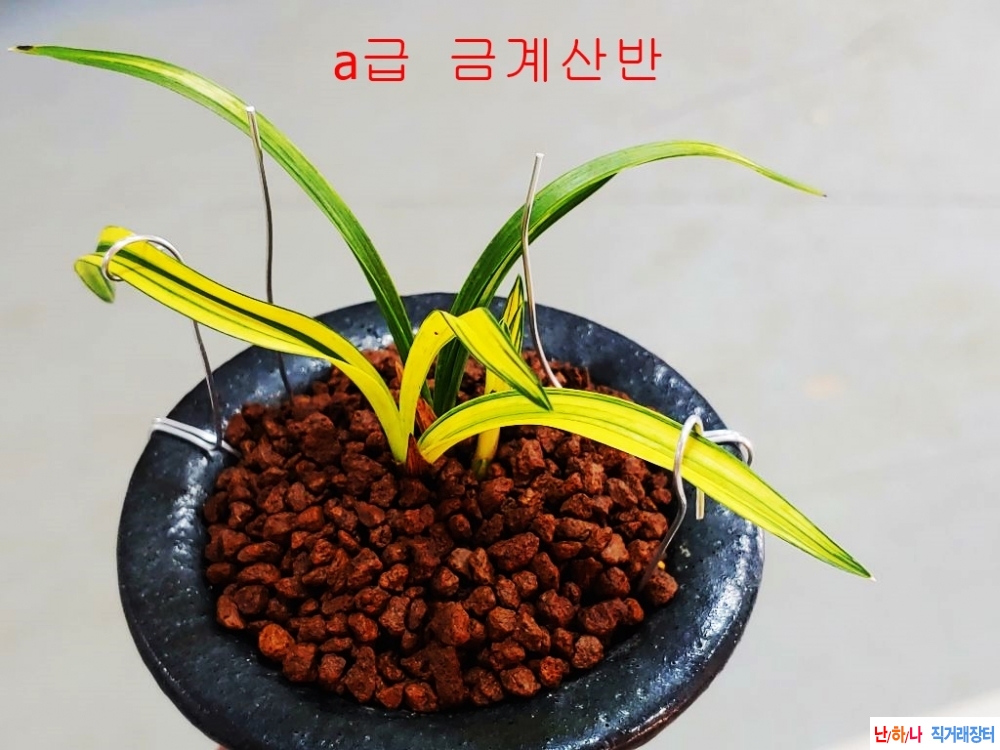 [나만의 종자]