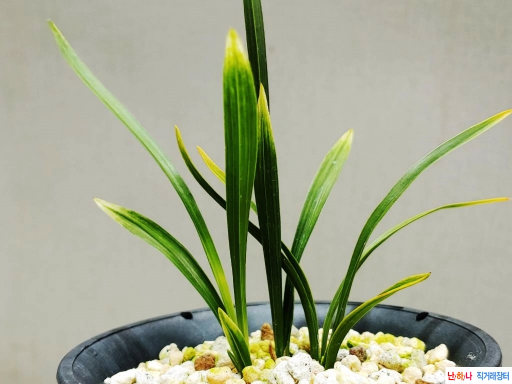 특 황산반