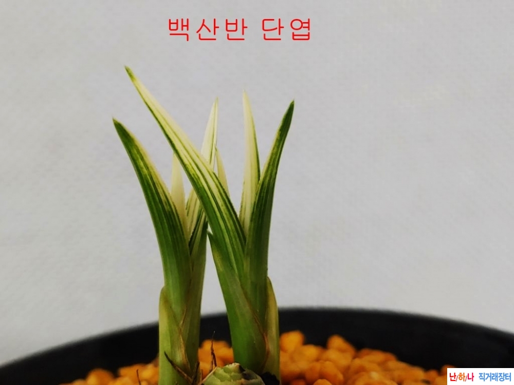 특  백산반 단엽