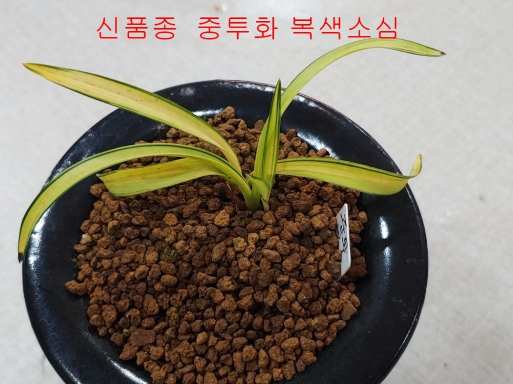 신품종