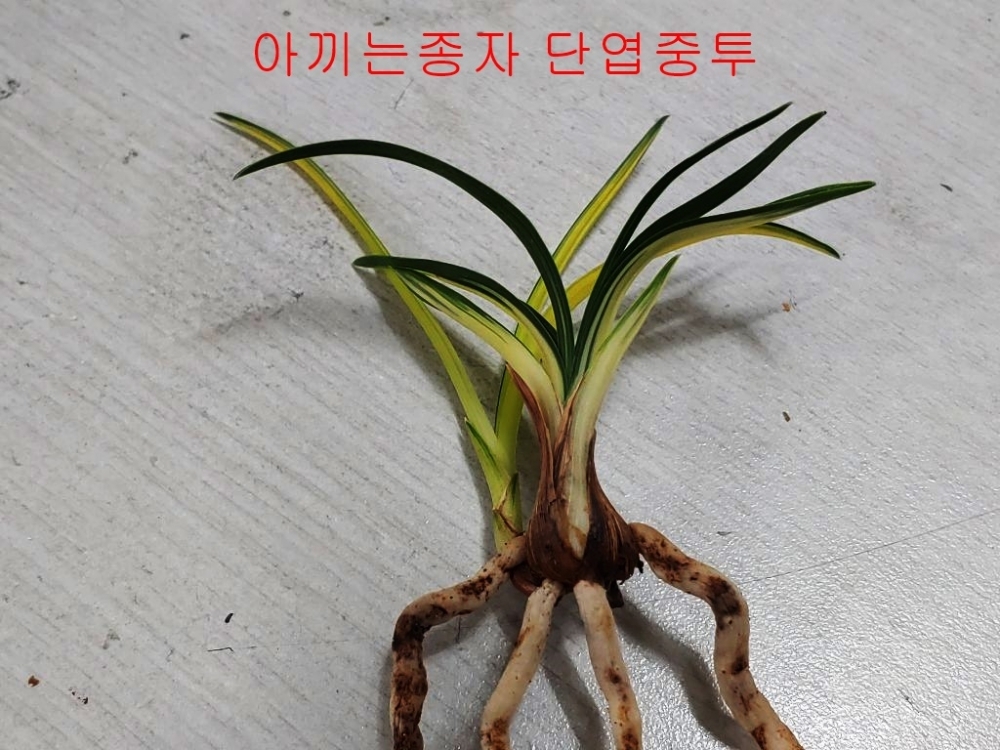 단엽중투