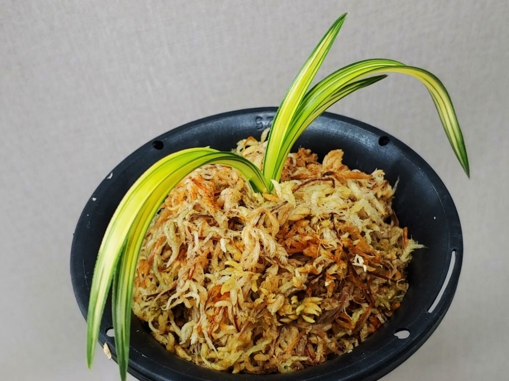 a급  중투화