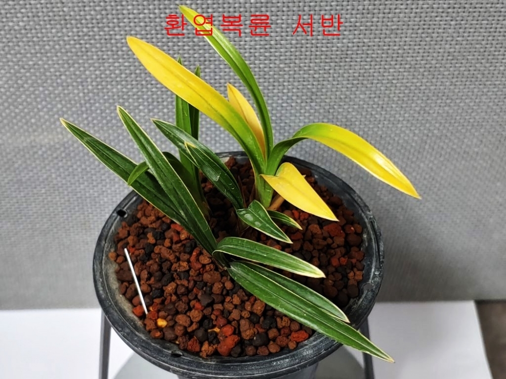 환엽 복륜서반