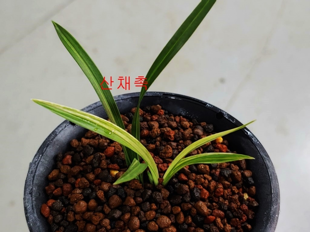 특 산채 2