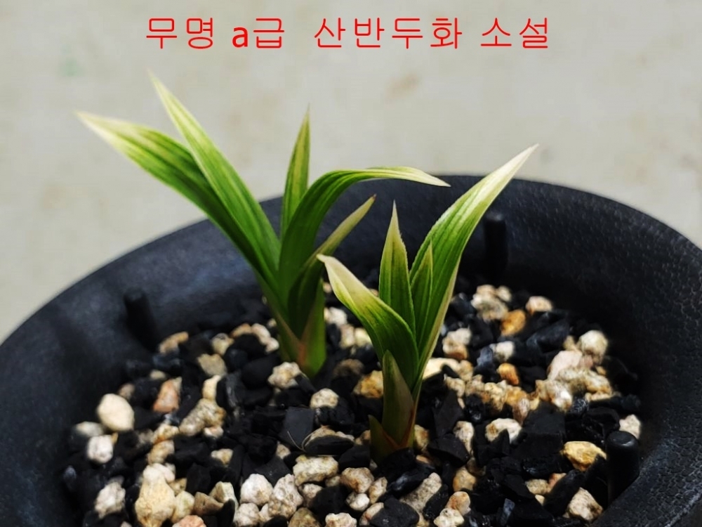 무명 산반두화