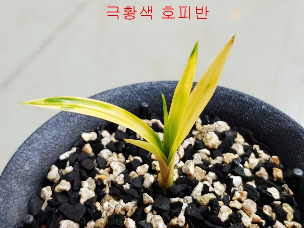 극황 호피반
