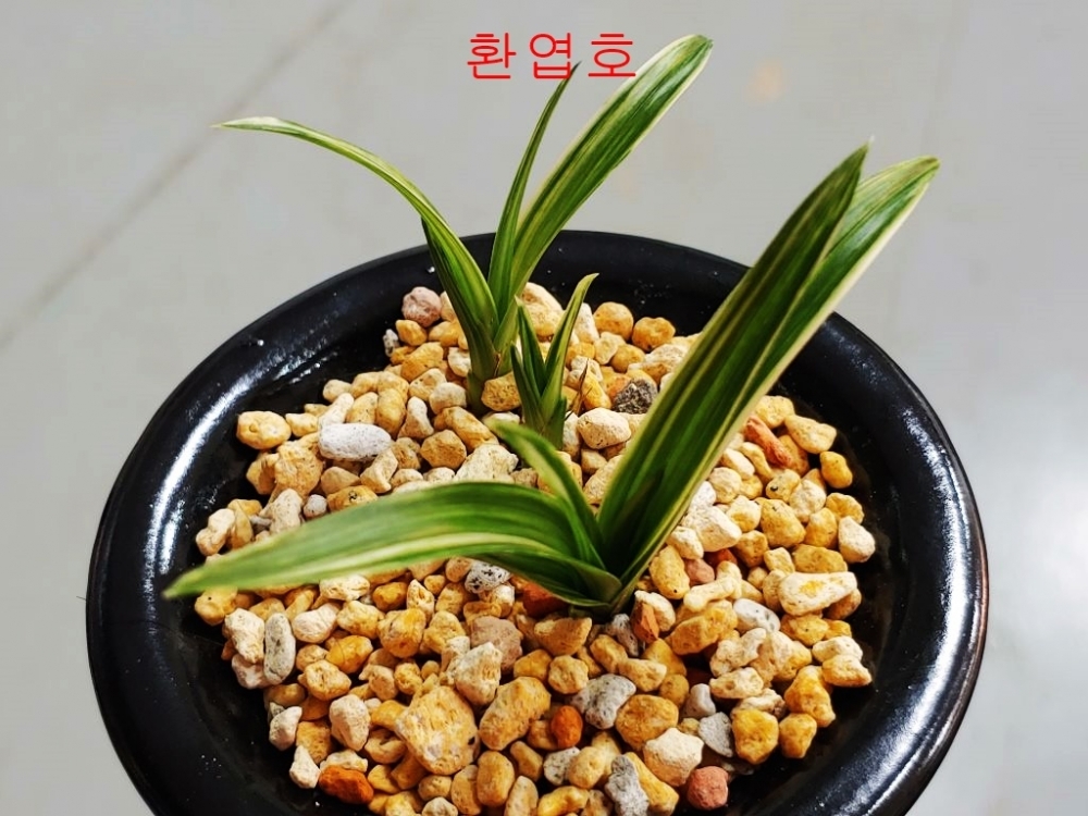 a급  환엽 산반호