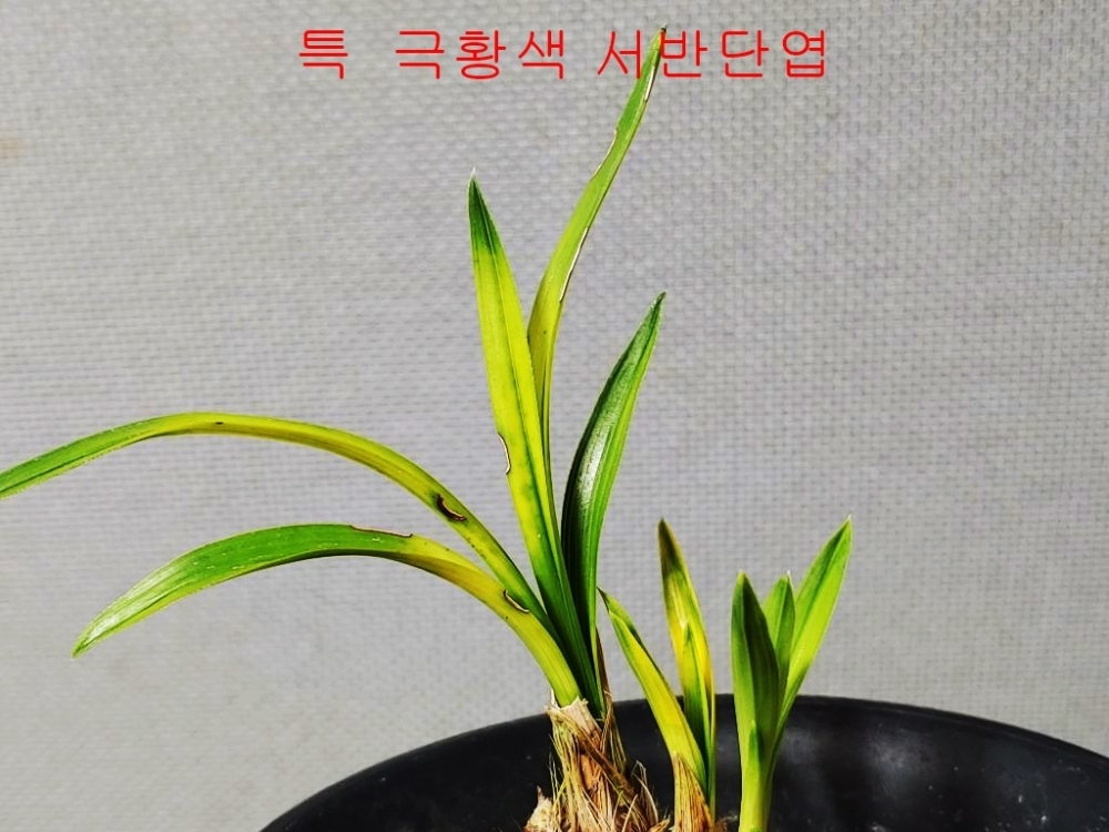 좋은종자
