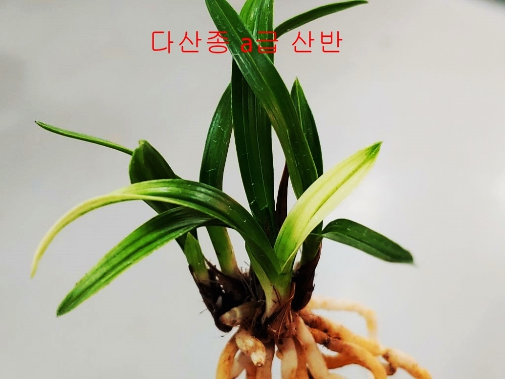 특가 산반