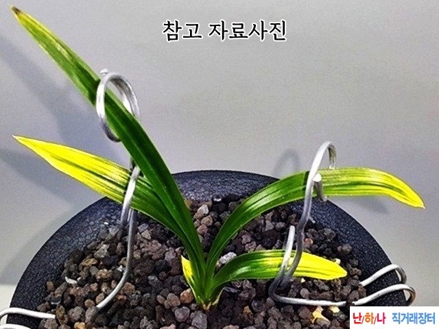1등 황산반