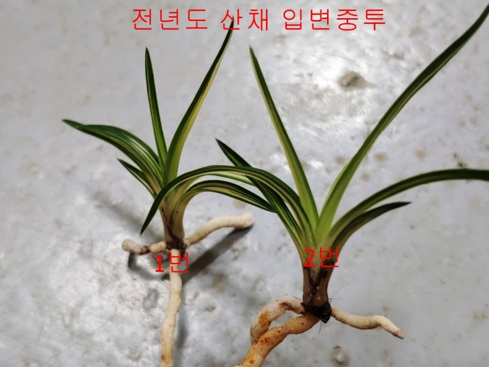 입변중투