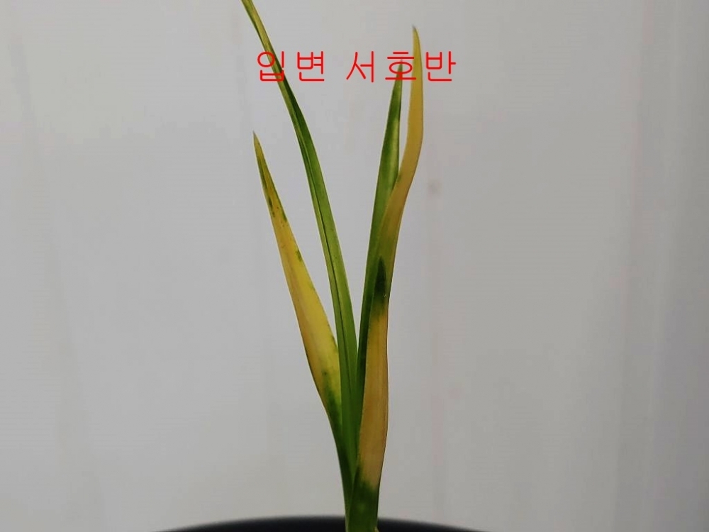 특 입변서호반